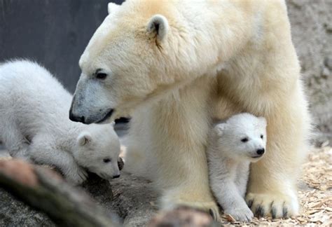 Two 14 Week Old Polar Bear Twins Explore Their Enclosure For The First