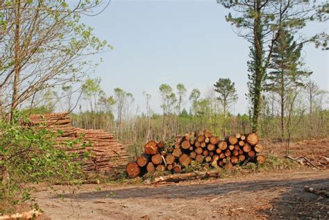 Coillte Woodland Restoration In Ireland