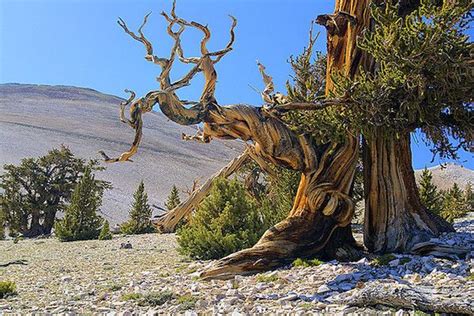 The Most Amazing Trees Youll Ever See And How You Can Protect Them