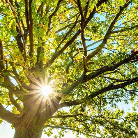 Top 10 Fast-Growing Trees | Family Handyman
