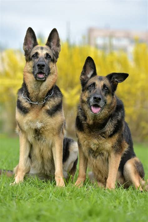 Two German Shepherd Dogs Stock Image Image Of Guard 121133115