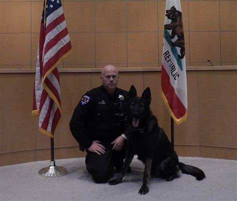 Belmonts New K 9 Officer Makes His First Arrest Belmont Ca Patch