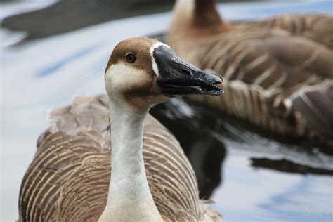 Free Images Nature Wing Lake Wildlife Wild Beak Fauna Close Up