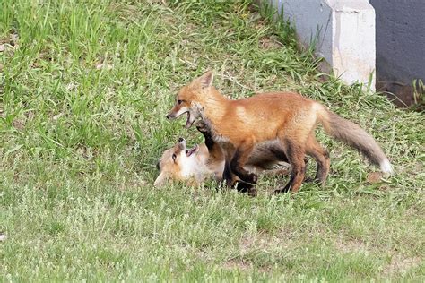 Red Fox Kit Pins Its Sibling Photograph By Tony Hake