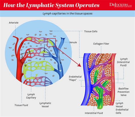 Lymphatic Cleansing 8 Ways To Clear Lymph Congestion Lymphatic