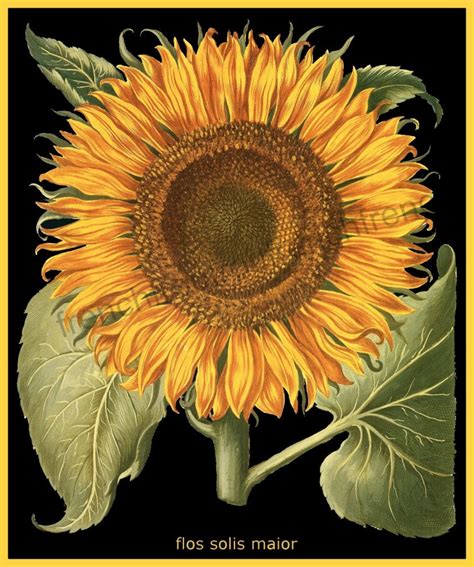 Antique Botanical Print Sunflower Illustration Black Etsy