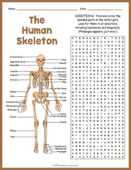 Bones of the body can be referred to based on the portion you are examining or the function that is being described. Human Skeleton Activity - Skeletal System Word Search FUN by Puzzles to Print