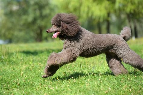 Poodle Dogs Breed Facts Information And Advice Pets4homes