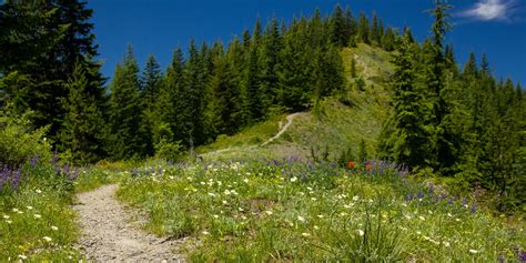 Incredible Hikes For Alpine Wildflowers Outdoor Project
