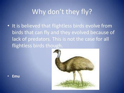 Ppt Flightless Birds Powerpoint Presentation Free Download Id1892459