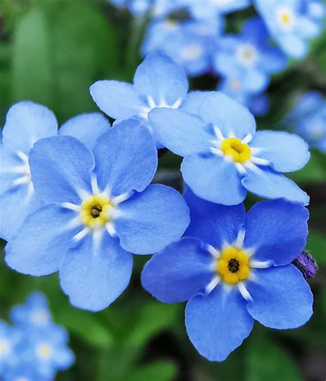 Forget me not flowers & gifts is a lovingly momentmaker in glen burnie, md. What Does The Forget-Me-Not Flower Mean? - HowLifeStyles