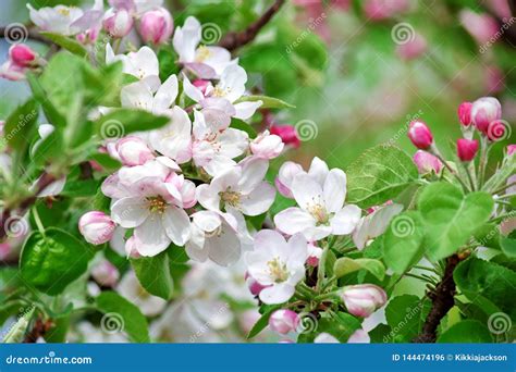 Fruit Apple Tree Blooming With Pinkish Blossom Stock Photo Image Of
