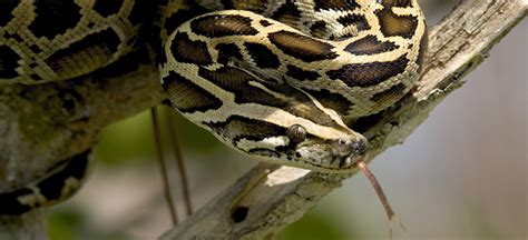 Burmese Python Everglades National Park Us National Park Service