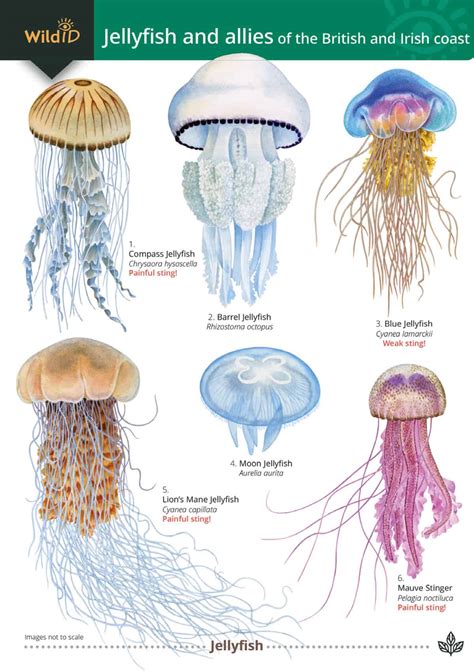 Jellyfish Field Studies Council