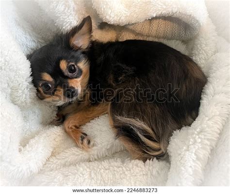 6 Month Old Chihuahua Puppy Relaxing Stock Photo 2246883273 Shutterstock