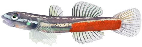 Goby Sicyopus Discordipinnis Marinewise