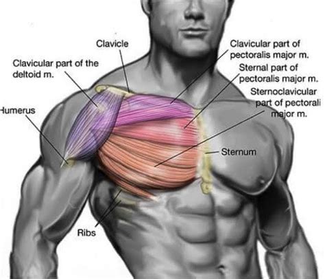 Chest Muscles Anatomy Labeled Neck And Chest Muscles Vrogue Co