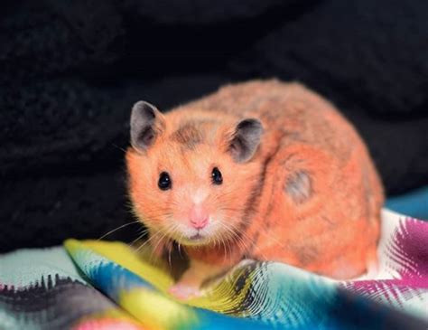 15 Interesting Facts About Hamsters Page 3 Of 3 Petpress