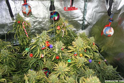 Share Your Cannabis Christmas Tree Pics Ho Ho Ho