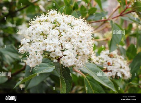 Viburnum Tinus French White Blooms Of Viburnum French White In