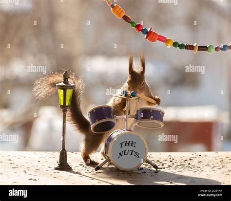 Red Squirrels With A Drum Kit Stock Photo Alamy