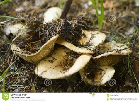 Alabama Wild Milk Mushrooms Lactarius Stock Image Image