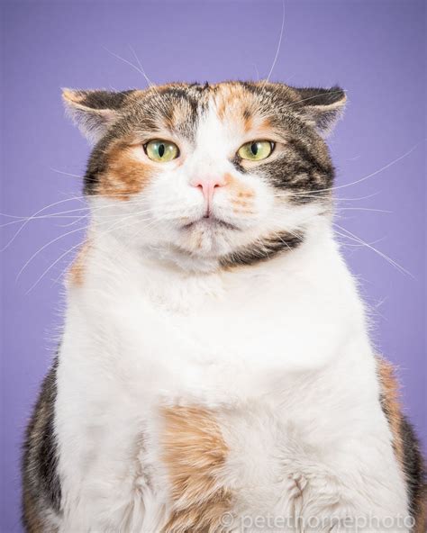 10 Adorable Pics Of Fat Cats So Cute And Fluffy Reckon Talk