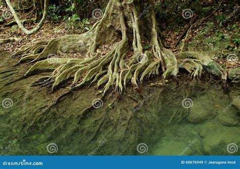 Root System Of A Tree In Tropical Forest Stock Image Image Of Natural