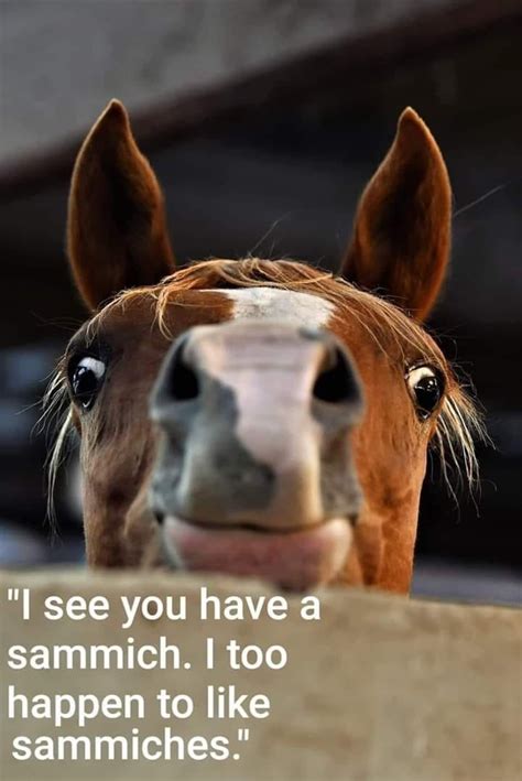 Funny Horse Memes Funny Horse Pictures Funny Horse Memes Funny Animals
