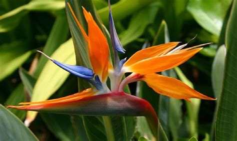 Cómo cuidar bien esta planta tropical tiene una flor de exótica belleza, con colores vivos y una forma que la asemeja a un pájaro. Ave del paraíso - Tribuna Campeche