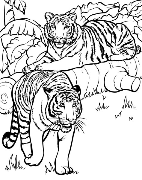 Realistic Coloring Pages Of Tigers