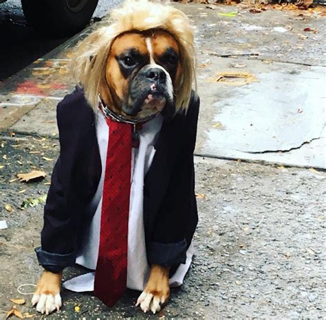 ¡aaaww Los Mejores Disfraces De Halloween Para Perros