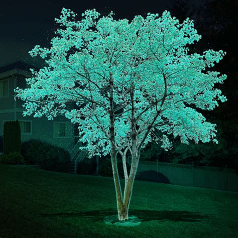 Could Glow In The Dark Trees Replace Street Lamps