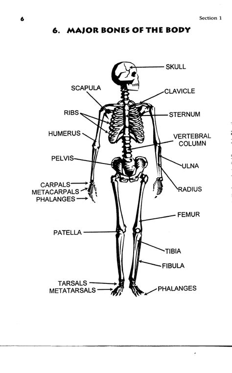 Major Bones In The Human Body Diagram Major Bones Of The Body Diagram