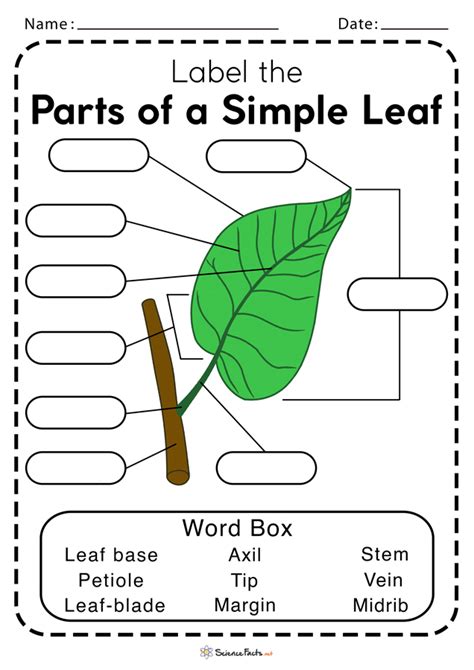 Https://tommynaija.com/worksheet/anatomy Of A Leaf Worksheet