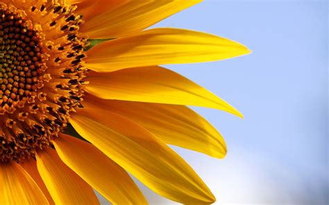 Laptop desktop wallpaper hd pinterest. HD Sunflowers Wallpapers ~ Top Best HD Wallpapers for Desktop