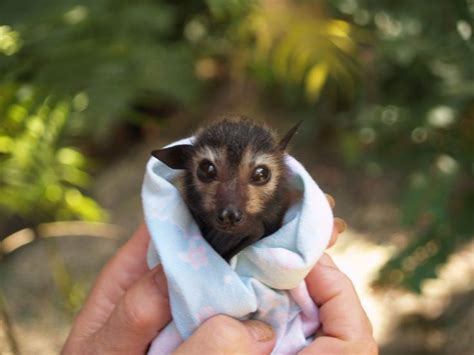 The Spectacled Flying Fox Baby Animals Cute Animals Animals