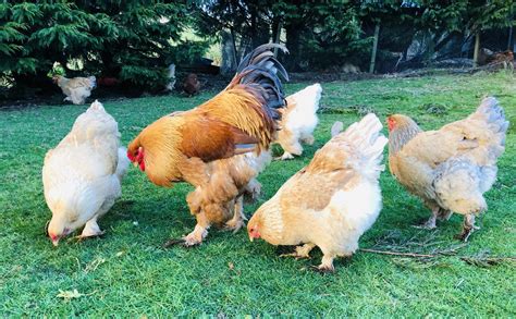 Brahmas Backyard Chickens Learn How To Raise Chickens