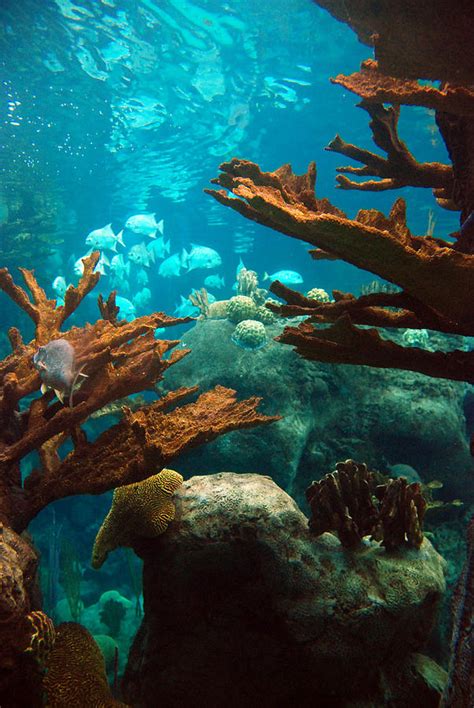 Underwater Seascape Photograph By Beverly Stapleton Fine Art America