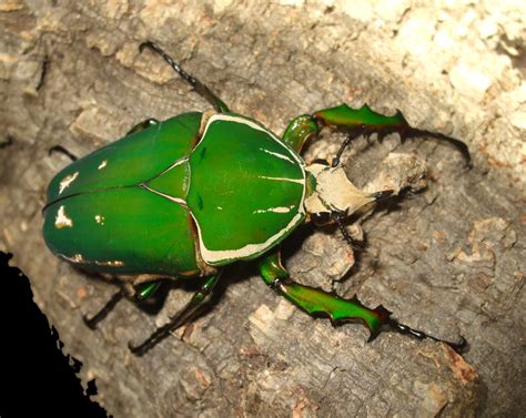 Mecynorrhina Torquata Immaculicollis By Beetlewonder On Deviantart