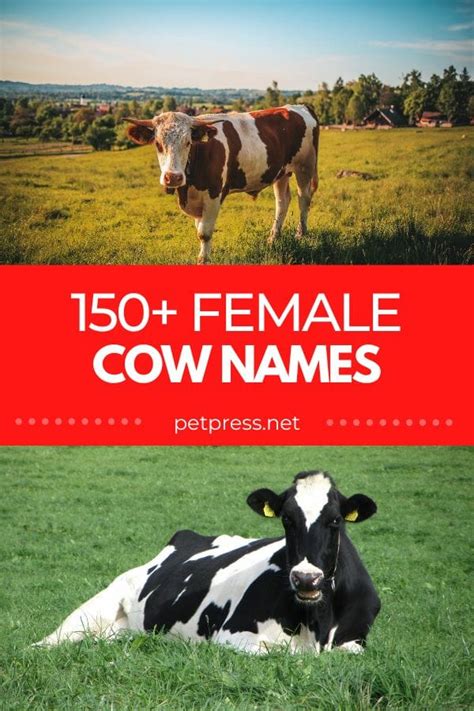 150 Female Cow Names The Best Names For Your Female Cattle
