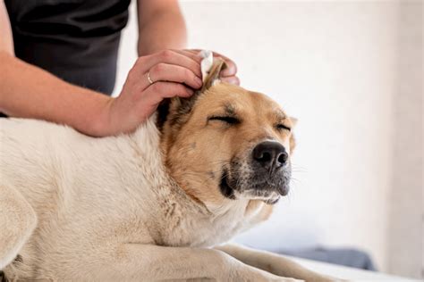 Dog Ear Cleaner 12 Picks Recommended By Veterinarians Vetstreet