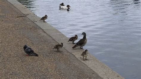 Two months later, infrared cameras recorded a female mandarin duck playing with three ducklings. Mandarin ducklings - YouTube