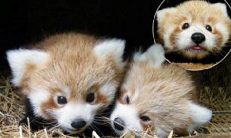 Cute Baby Too Cute Panda Cubs Red Panda Fota Wildlife Park Welcomes