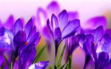 Purple Crocus Hd Desktop Wallpapers 4k Hd