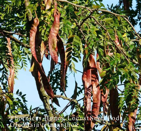 Gleditsia Triacanthos Inermis Deciduousshade Tree Thornless