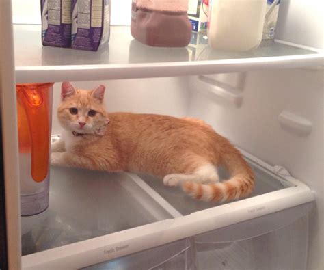 Not Sure Whats More Strange Cat In Fridge Or The Fact That We Have