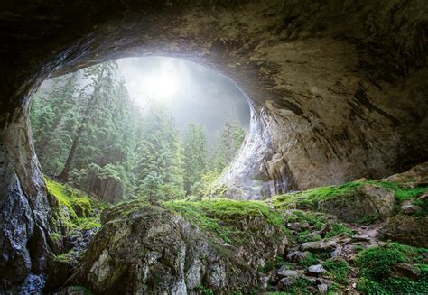 Cave In The Forest