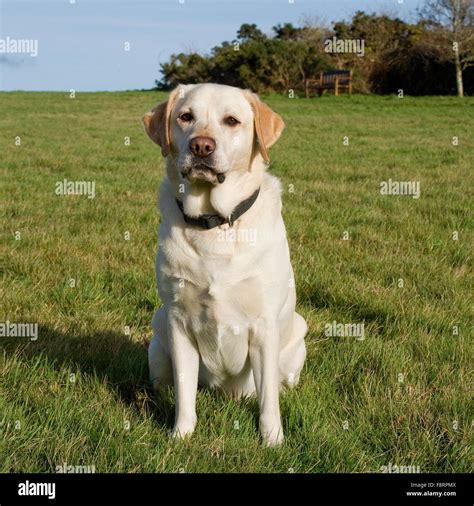 Male Labrador Retriever Hi Res Stock Photography And Images Alamy