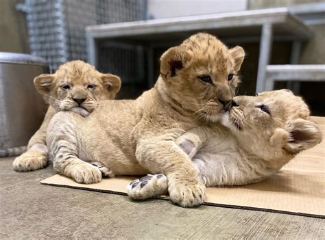 Lion Cub Names Revealed Lincoln Park Zoo